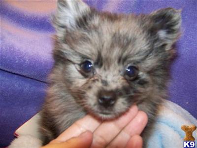 FULL - AKC Blue Merle Female #2 - Very loving